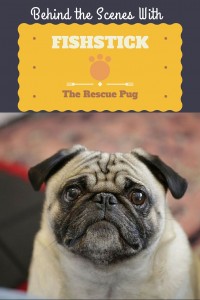 Behind the scenes with Fishstick the rescue pug