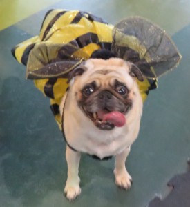 cute bee pug