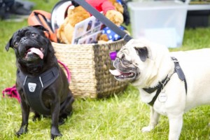 Fishstick the Pug and Miss Edie the Pug at Woofstock