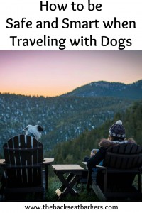 How to be safe and smart when traveling with dogs