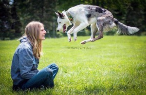 Loki jumping with Sara