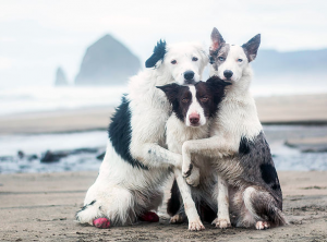 The Super Collies group hugs photo