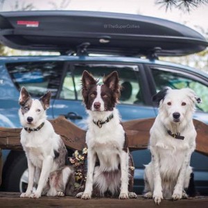 Sara and The Super Collies Hit The Road Again, sitting with their car.