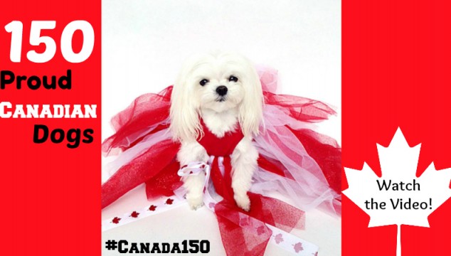 150 Adorable Canadian Dogs to Wish you a Happy Canada Day