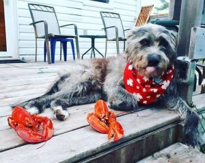 Monty with some lobsters. Photo Courtesy of @monty_the_griffon
