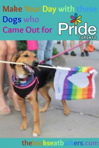 BSB make your day with these adorable dogs who came out for pride TO