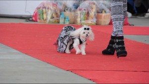 Charmin in the Ruff Stitched Fashion Show at Woofstock