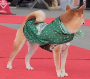 Dog rocking Beaver Canoe style at ruff stitched fashion show woofstock 2017