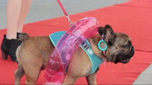 Frenchie in a Pretty Paw Pool Floatie