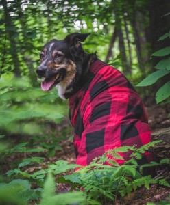 Kallie is dressed in her best Canadian outfit. Photo courtesy of @team_anarkay9