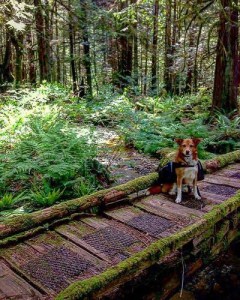 The adorable hiking dog Kiah. Photo courtesy of @outhousesandbridges