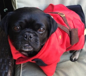 Kilo the Safety Police is dressed as a Canadian Mountie. 