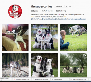 The Super Collies Instagram