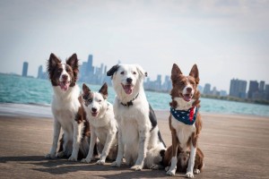 The Super Collies and Sweet Sundance by the lake in Chicago