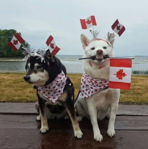 Shiba Inus Keshia and Inari getting ready to celebrate. Photo courtesy of @keshia.and.inari