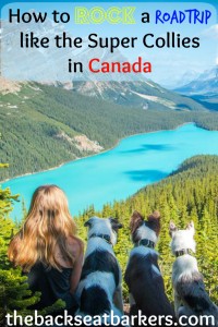 Find out How to rock a roadtrip like the super collies in canada