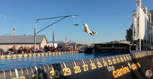 Hero the super collie at calgary stampede