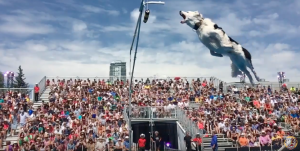 Hero the super collie makes an incredible jump at the Calgary Stampede