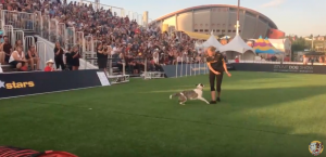 Loki from the Super Collies at the Calgary Stampede