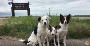 Super Collies in Alberta