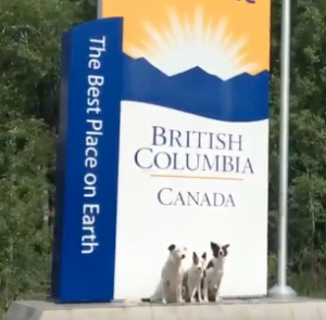 Super Collies in British Columbia