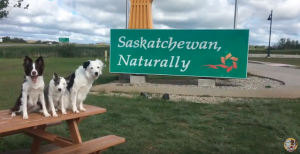 Super Collies in Saskatchewan