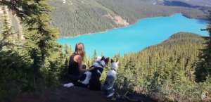 The Super Collies taking in an incredible canadian view