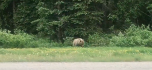 The super collies saw a bear