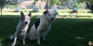 hero and loki the super collies meet a deer